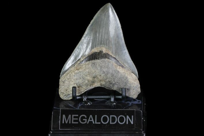 Serrated, Fossil Megalodon Tooth - Glossy Enamel #74760